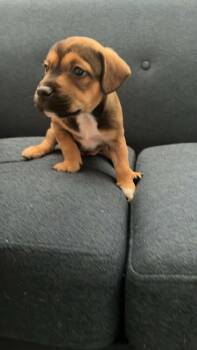 Mixed Breed Dogs Available for Adoption - Dandy (Dandelion) | PetCurious