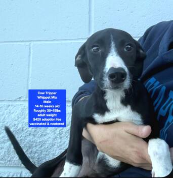 Cow Tripper -  Whippet Dog for Adoption in Oviedo, Florida - Cow Tripper | PetCurious