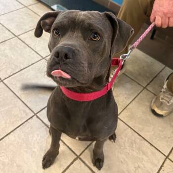 Rescue Mixed Breed Dogs for Adoption in Columbus, Georgia - 10/22/2025-Stray-ForrestRoad | PetCurious