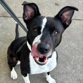 Koko -  Pit Bull Terrier and Mixed Breed Dog for Adoption in Oak Park, Illinois - Koko | PetCurious