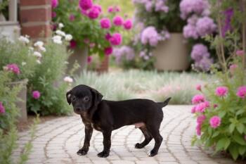 Rescue Chihuahua and Mixed Breed Dogs for Adoption in Sebastian, Florida - Guillermo | PetCurious