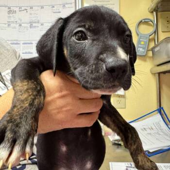 Rescue Mixed Breed Dogs for Adoption in Shinnston, West Virginia - Cabbage | PetCurious