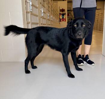 Princess -  Black Labrador Retriever Dog for Adoption in Chicago, Illinois - Princess | PetCurious