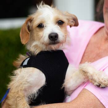 Rescue Wirehaired Terrier and Chihuahua Dogs for Adoption in Cumming, Georgia - Sally Mae 21843 | PetCurious