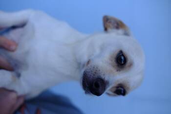 Chihuahua Dogs Available for Adoption in Winnabow, North Carolina - Luca | PetCurious