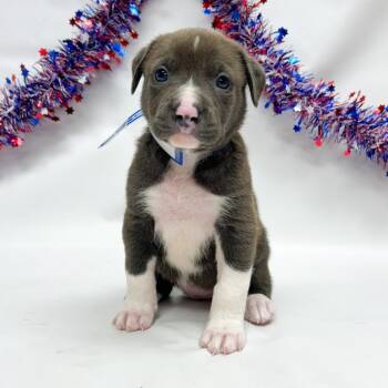 750 (2026) Latte -  Pit Bull Terrier and Great Pyrenees Dog for Adoption in Parker, Colorado - 750 (2026) Latte | PetCurious