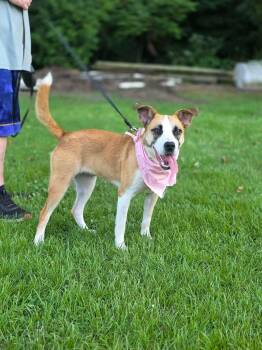 Maggie -  Shepherd and Mixed Breed Dog for Adoption in Medfield, Massachusetts - Maggie | PetCurious