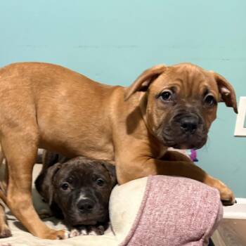 MJ -  Boxer and Mixed Breed Dog for Adoption in Ferndale, Michigan - MJ | PetCurious
