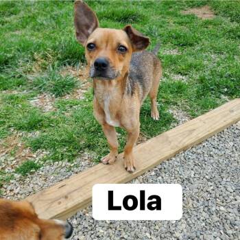 Chihuahua Dogs Available for Adoption in Lexington, Kentucky - Lola | PetCurious