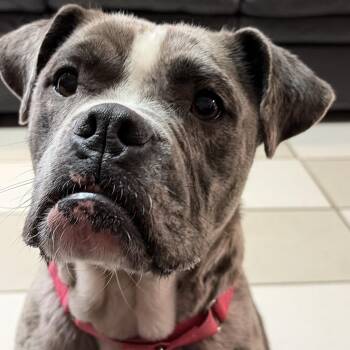 Winnie -  American Bulldog and Boxer Dog for Adoption in Westland, Michigan - Winnie | PetCurious