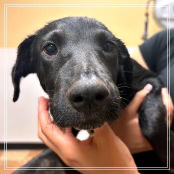 Posh -  Australian Cattle Dog Blue Heeler and Shepherd Dog for Adoption in Midland, Texas - Posh | PetCurious