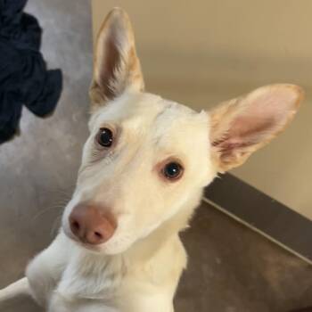 Mixed Breed Dogs Available for Adoption in Flagstaff, Arizona - Lucy | PetCurious