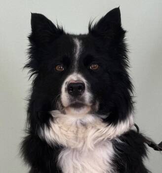 Tilly -  Border Collie Dog for Adoption in Amery, Wisconsin - Tilly | PetCurious