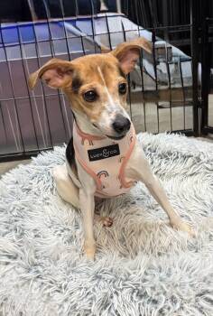 Putt Putt. Bonded to Old Pro -  Terrier Dog for Adoption in Ellicott City, Maryland - Putt Putt. Bonded To Old Pro | PetCurious