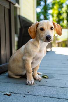 Alfredo -  Basset Hound Dog for Adoption in Morgantown, West Virginia - Alfredo | PetCurious