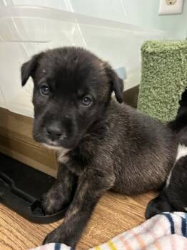 Daniel -  Mixed Breed Dog for Adoption in Kansas City, Missouri - Daniel | PetCurious