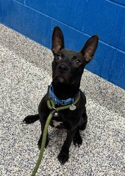 Batty -  Pit Bull Terrier and Chihuahua Dog for Adoption in Golden, Colorado - Batty | PetCurious