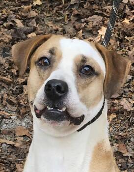 Rescue Boxer Dogs for Adoption in Newport, Tennessee - Toby | PetCurious