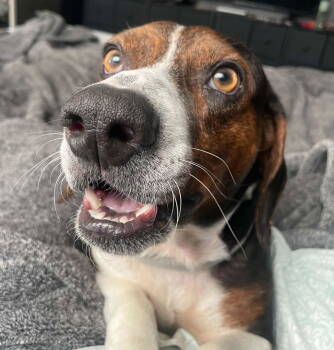 Rescue Beagle Dogs for Adoption in Holbrook, New York - BUSTER | PetCurious