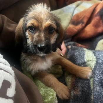 Ella Joy -  Poodle and Mixed Breed Dog for Adoption in Alma, Wisconsin - Ella Joy | PetCurious