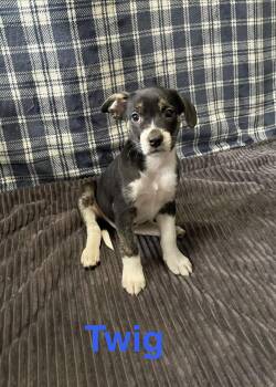 Terrier Dogs Available for Adoption in Topeka, Kansas - Twig | PetCurious
