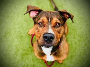 Rescue Labrador Retriever and Mastiff Dogs for Adoption in Orlando, Florida - MARMADUKE | PetCurious