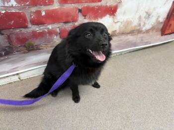 Pomeranian Dogs Available for Adoption in San Bernardino, California - BINDI | PetCurious