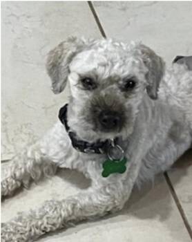 Rescue Miniature Poodle Dogs for Adoption in The Woodlands, Texas - Mylo | PetCurious