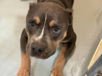 PORTER -  Pit Bull Terrier and Mixed Breed Dog for Adoption in Tulsa, Oklahoma - PORTER | PetCurious