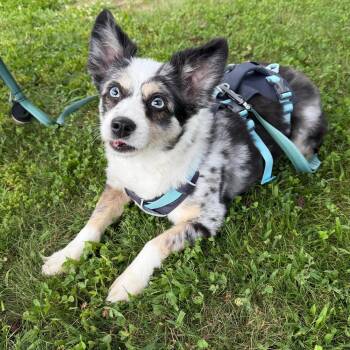 LYRA -  Australian Shepherd Dog for Adoption in Chicopee, Massachusetts - LYRA | PetCurious
