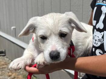 Ocean -  Terrier and Mixed Breed Dog for Adoption in Vacaville, California - Ocean | PetCurious