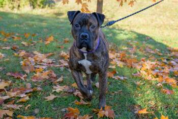 Rescue Mixed Breed Dogs for Adoption in Blair, Nebraska - Turbo | PetCurious