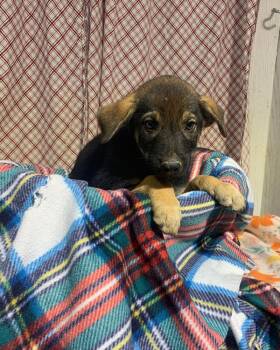 TUCKER -  Shepherd and Black Mouth Cur Dog for Adoption in Opelousas, Louisiana - TUCKER | PetCurious