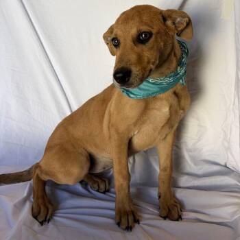 Abby -  Mixed Breed Dog for Adoption in Canal Winchester, Ohio - Abby | PetCurious