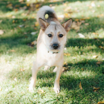 Rescue Terrier and Jindo Dogs for Adoption in Northbrook, Illinois - Hyunmi | PetCurious