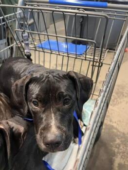 PORTHOS -  Pit Bull Terrier Dog for Adoption in Tallahassee, Florida - PORTHOS | PetCurious