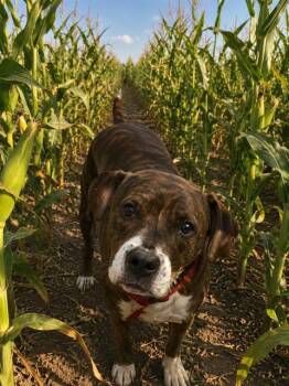 BEEBEE -  Pit Bull Terrier and Mixed Breed Dog for Adoption in Globe, Arizona - BEEBEE | PetCurious
