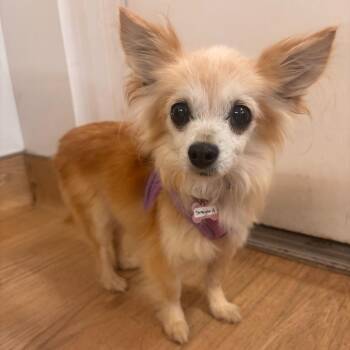 Straight A 14467 -  Chihuahua Dog for Adoption in San Francisco, California - Straight A 14467 | PetCurious