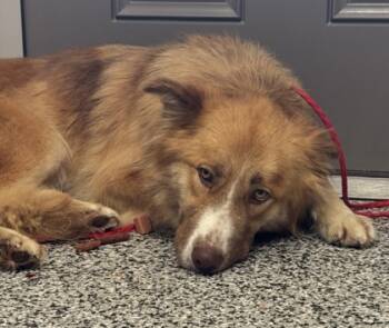 Rescue Border Collie and Mixed Breed Dogs for Adoption in Vincennes, Indiana - Bonnie | PetCurious