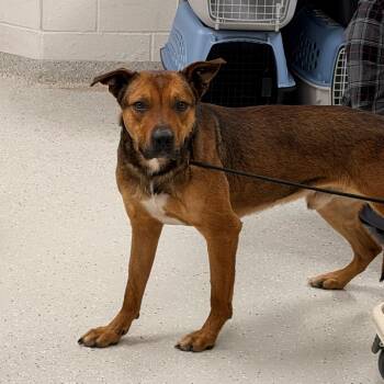 Mixed Breed Dogs Available for Adoption - Mr. Sideways | PetCurious