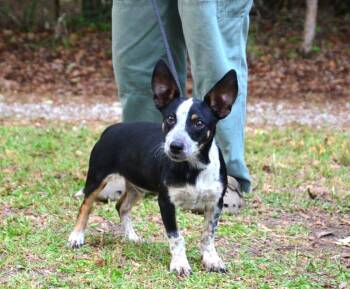 Chihuahua and Dachshund Dogs Available for Adoption in Willingboro, New Jersey - McCoy | PetCurious