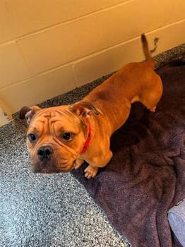 MARIO -  American Bulldog and Mixed Breed Dog for Adoption in Brewster, Massachusetts - MARIO | PetCurious