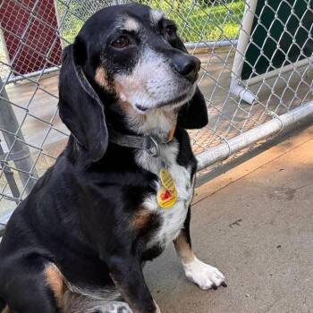 Snoopie -  Beagle Dog for Adoption in Muskegon, Michigan - Snoopie | PetCurious