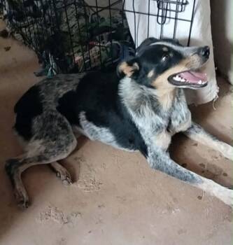Lulu -  Australian Cattle Dog Blue Heeler Dog for Adoption in Tucson, Arizona - Lulu | PetCurious