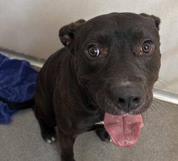 Pit Bull Terrier Dogs Available for Adoption in Des Moines, Iowa - Shadow | PetCurious