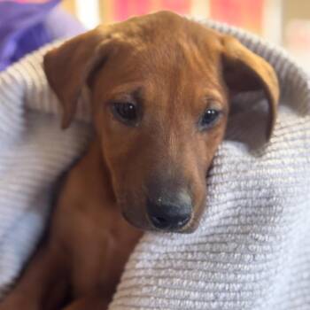 Dachshund Dogs Available for Adoption - Trinity | PetCurious