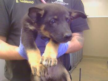 PISTACHIO -  German Shepherd Dog Dog for Adoption in Sacramento, California - PISTACHIO | PetCurious