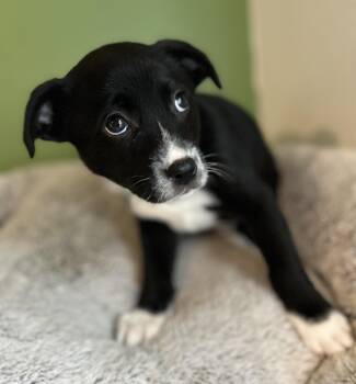 Jack Russell Terrier Dogs Available for Adoption - Timmy | PetCurious