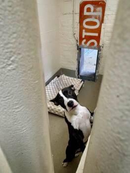 Dakota  -  Pit Bull Terrier Dog for Adoption in Passaic, New Jersey - Dakota  | PetCurious