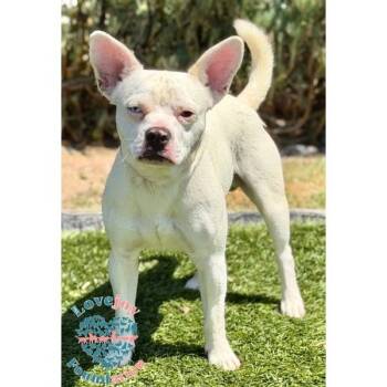 Max COH -  French Bulldog and Chihuahua Dog for Adoption in Inglewood, California - Max COH | PetCurious